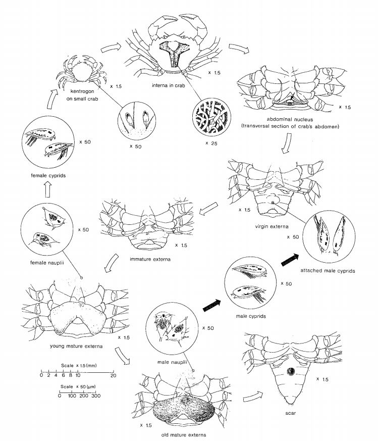 figure image